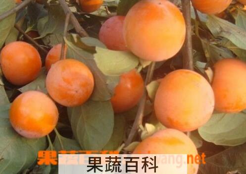 果蔬百科 吃柿子的禁忌与注意事项