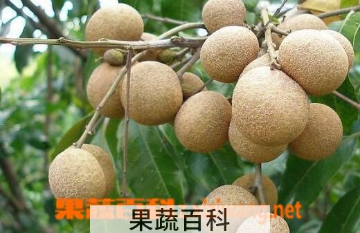 果蔬百科吃什么水果能补脑