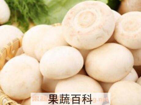 白蘑的药用价值
