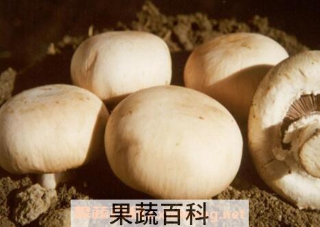 白蘑的药用价值