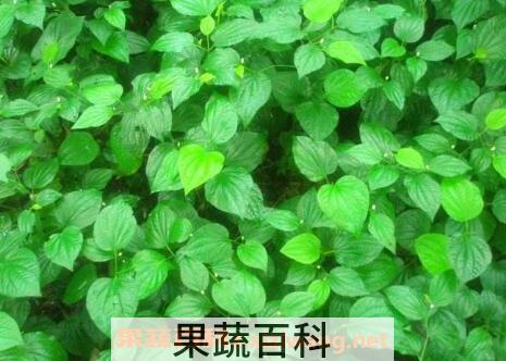 假蒟叶的食用方法