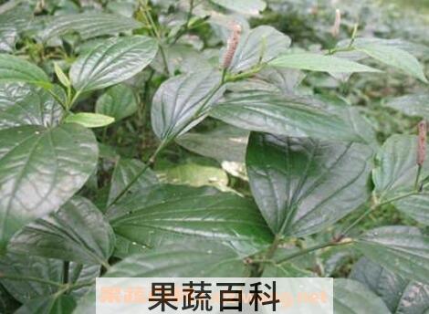 假蒟叶的食用方法