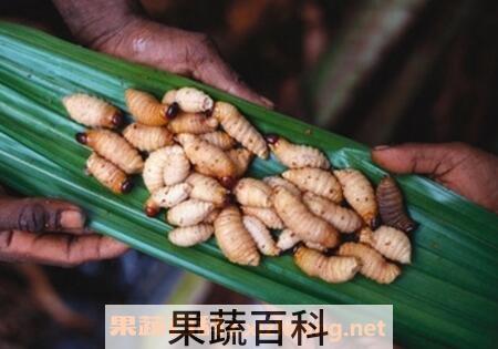 虫蛹的功效与作用