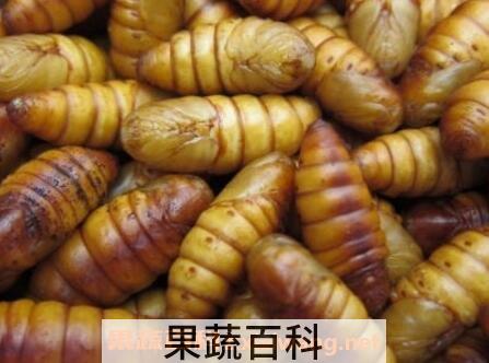 虫蛹的功效与作用