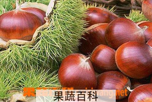 果蔬百科板栗的药用价值与用法