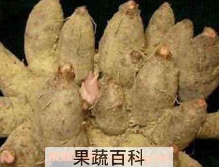 鸡爪芋的作用与功效及禁忌