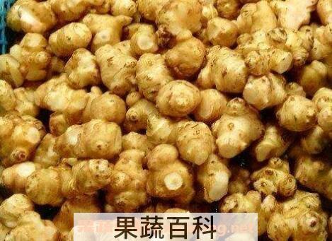 云南蔬菜菊芋图片及功效