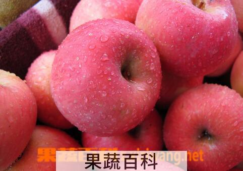 果蔬百科苹果的食疗功效与用法