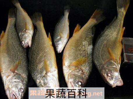 黄姑鱼和白姑鱼的区别