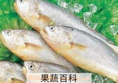 黄姑鱼和白姑鱼的区别
