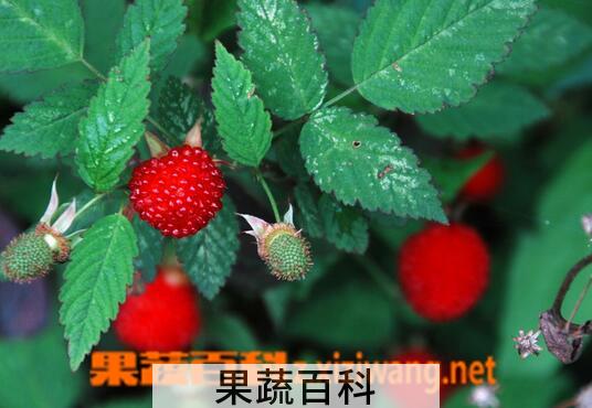 果蔬百科野草莓能吃吗