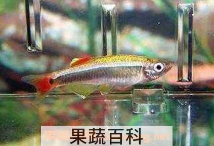 金丝鱼跟什么相克