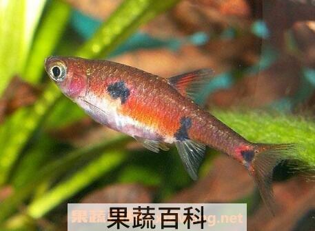 金丝鱼跟什么相克