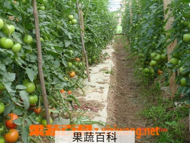 果蔬百科北方露天西红柿种植技术