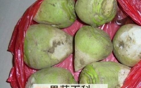 芥菜头的功效与作用禁忌 芥菜头的功效与作用及营养价值