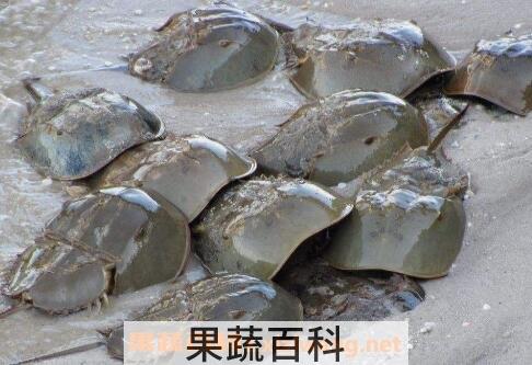 吃鲎鱼与什么相克