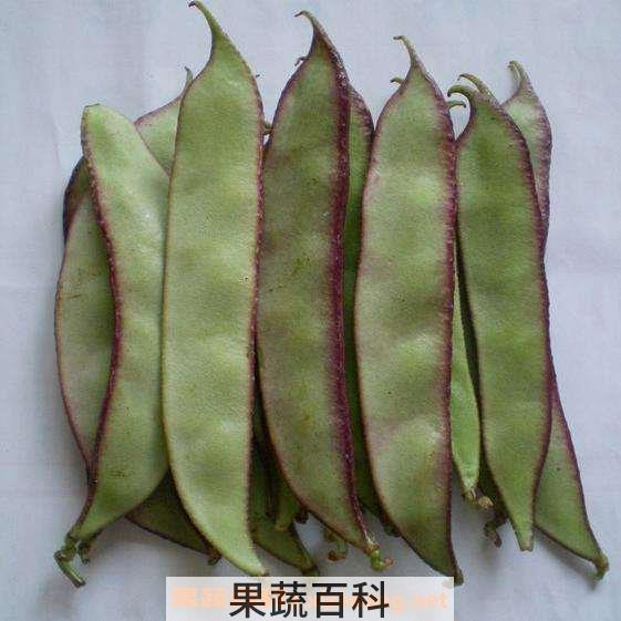 扁豆
