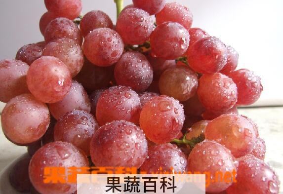 果蔬百科提子皮能吃吗