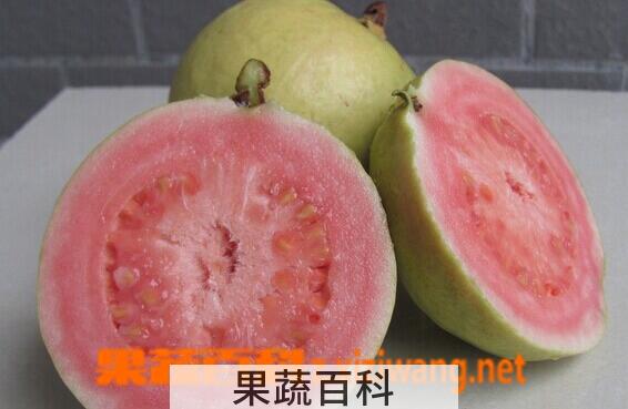 果蔬百科吃番石榴的好处与坏处