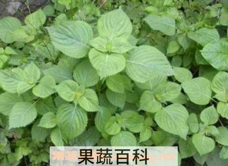 苏子叶的功效与作用使用量