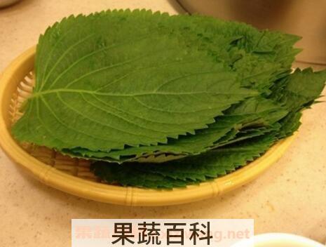 苏子叶的功效与作用使用量