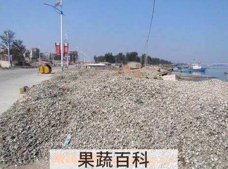 海蛎壳的药用价值