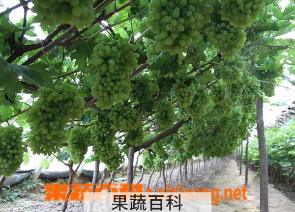 果蔬百科葡萄树什么时候剪枝