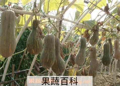 密本南瓜的药用价值