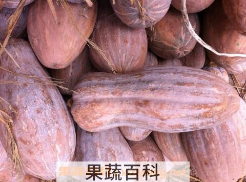 密本南瓜的药用价值
