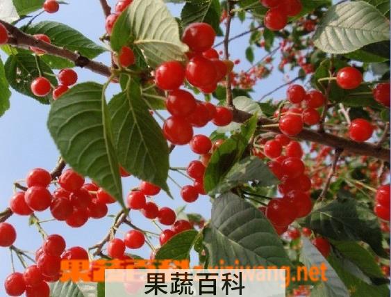 果蔬百科樱桃树怎样剪枝