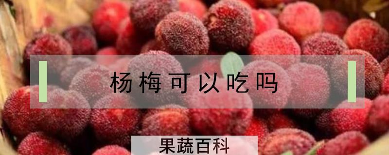杨梅可以吃吗