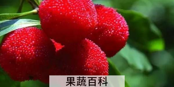 杨梅可以吃吗