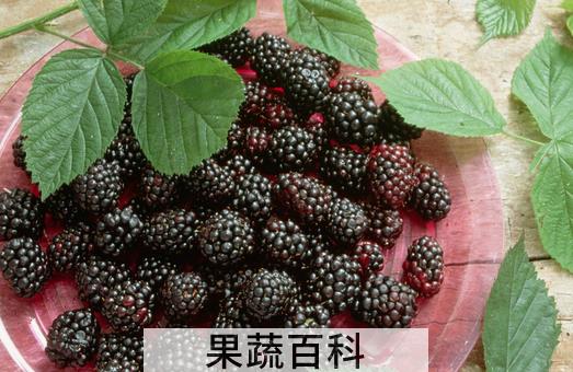 果蔬百科桑椹肉的功效与作用