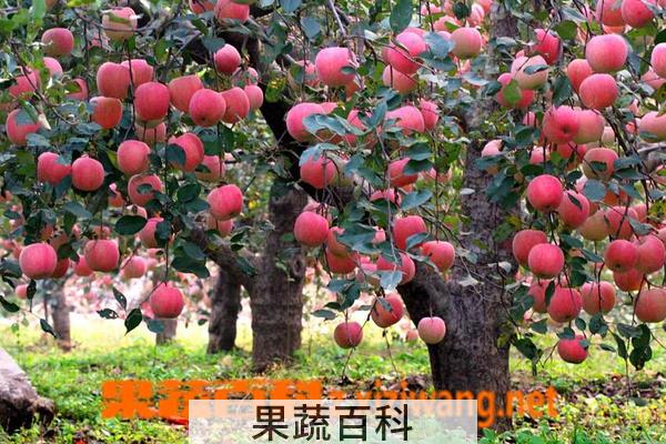 果蔬百科怎么修剪苹果树 苹果树修剪技术