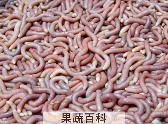 沙虫忌和什么一起煮
