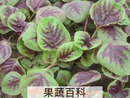银银菜的营养价值