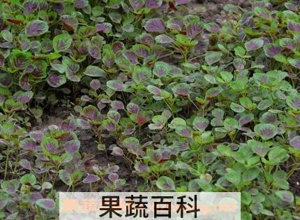 银银菜的营养价值