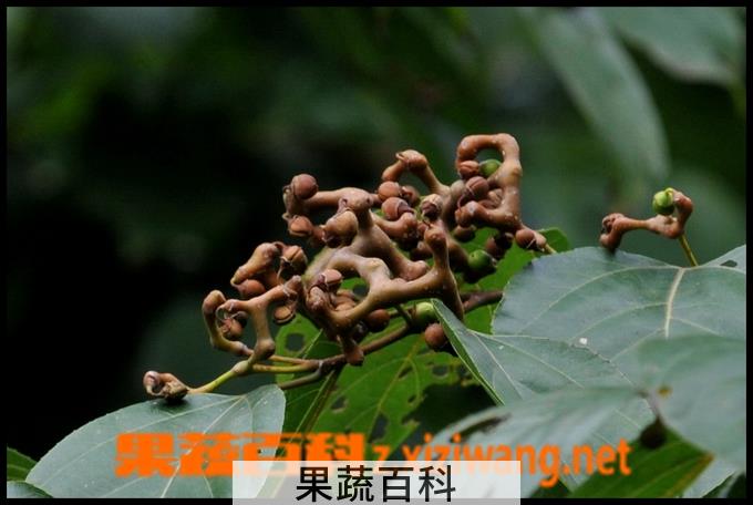 果蔬百科万寿果泡酒喝的功效与作用
