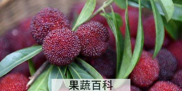 一斤杨梅泡多少酒