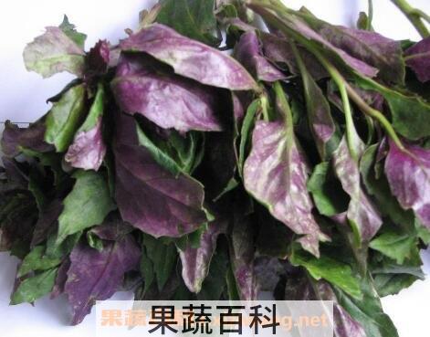 紫背天葵的功效与作用及食用方法