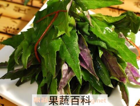 紫背天葵的功效与作用及食用方法
