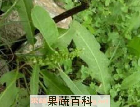 羊蹄叶怎么吃 羊蹄叶的吃法技巧