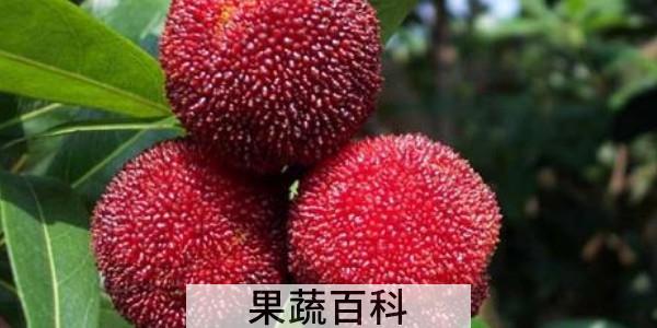 杨梅能冻着吃吗
