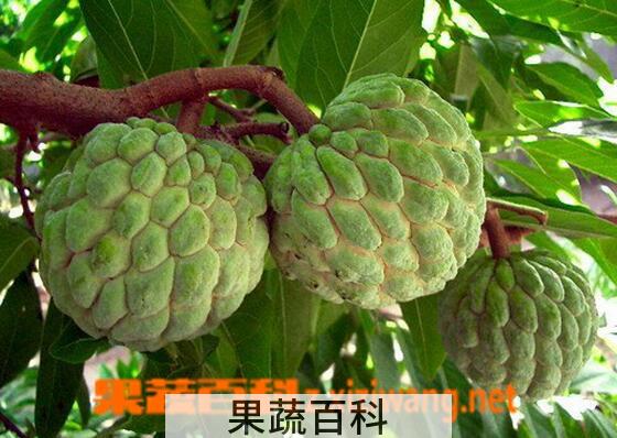 果蔬百科番荔枝的饮食禁忌与保存方法