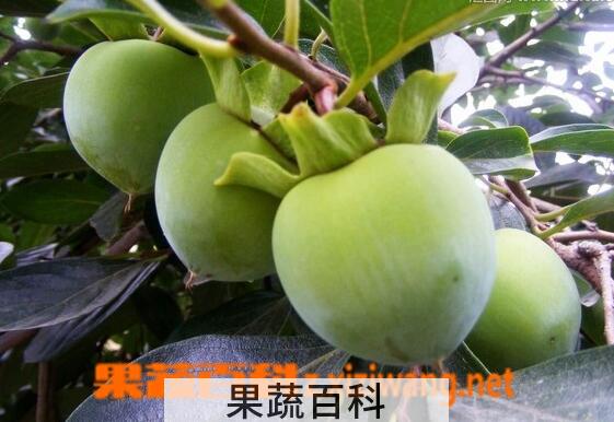 果蔬百科青柿子怎么催熟