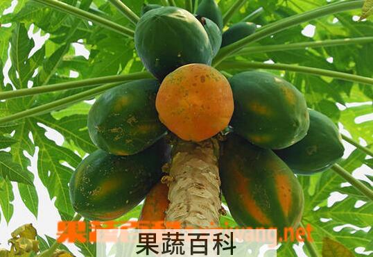 果蔬百科番木瓜的功效与作用