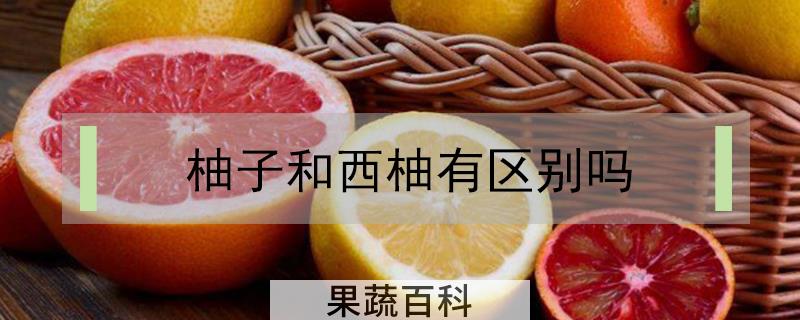 柚子和西柚有区别吗