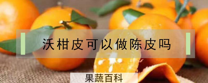 沃柑皮可以做陈皮吗