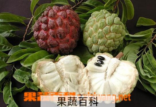 果蔬百科番荔枝的吃法图解