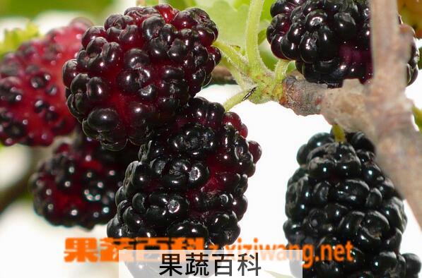 果蔬百科糖尿病人能吃桑葚吗